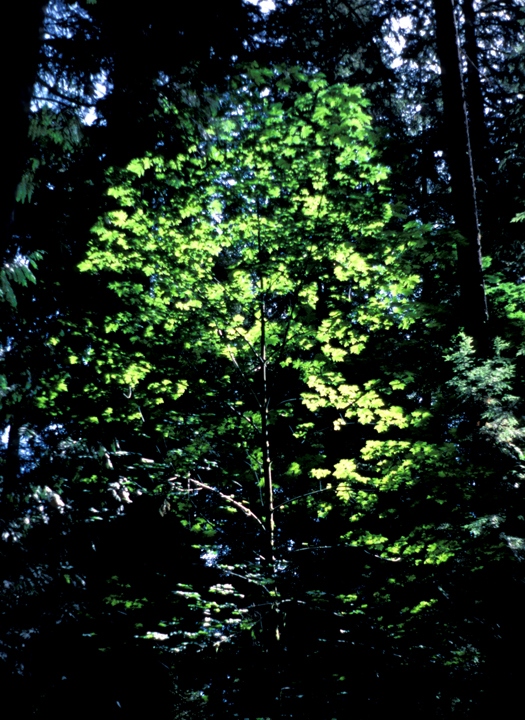 Small sunlit tree among big dark ones