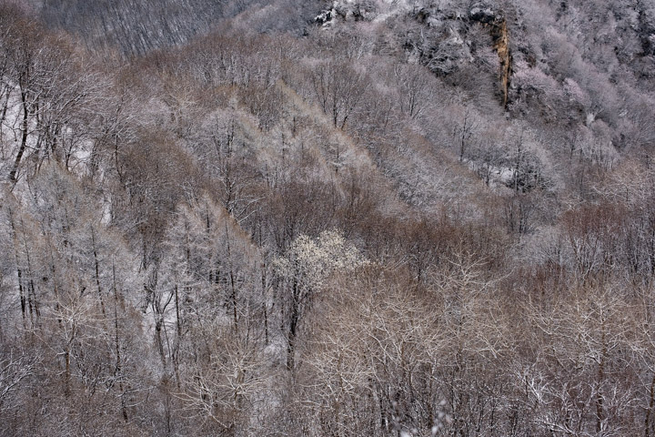 Snowy trees from Jiankou Great Wall