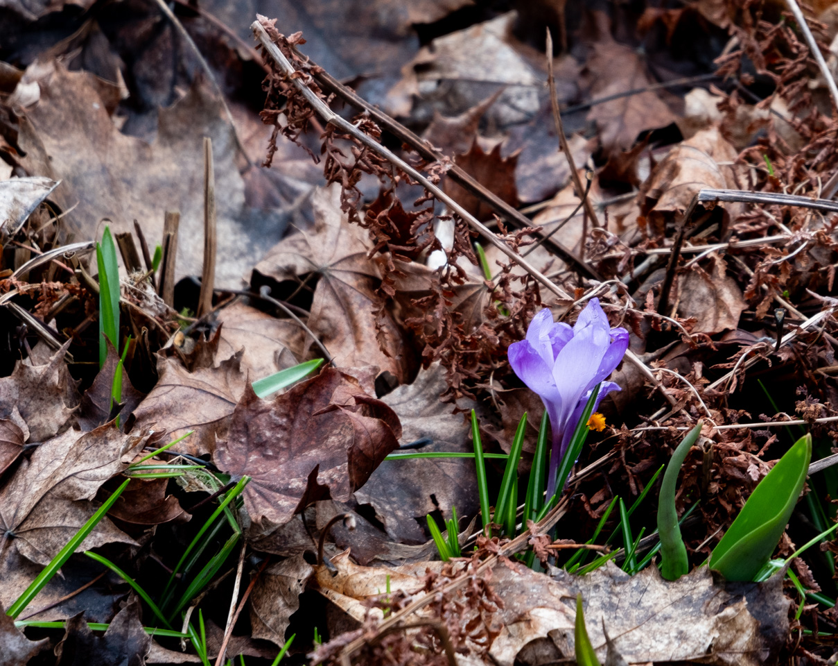 Close-up of a crocus flower among tangled botanical debris