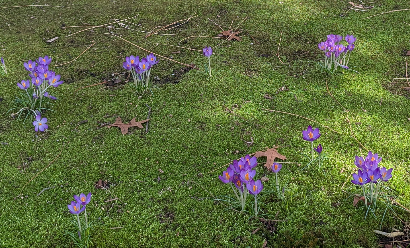 Crocuses on moss